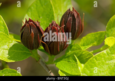 Alder buckthorn (Liriodendron tulipifera), des rameaux de fleurs. Banque D'Images