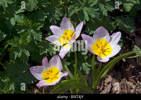 Botanical Tulip (Tulipa saxatilis Lilac Wonder), trois fleurs. Banque D'Images