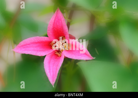 Close up of clematis 'Princess Diana' Banque D'Images