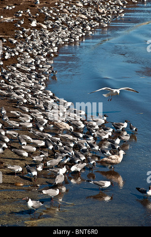 Noeuds rouge alimentation, Calidris canutus, Roseaux Beach, Delaware, New Jersey, Banque D'Images