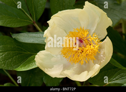 Wittmanns la pivoine (Paeonia wittmanniana), fleur. Banque D'Images