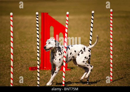 Au cours de l'agilité de Dalmatie un jour d'été Banque D'Images