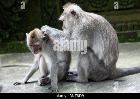 L'INDONÉSIE, Bali, Ubud, macaques à longue queue balinais, Macaca fascicularis, Banque D'Images