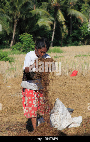 L'INDONÉSIE, Bali, Ubud, exploitant agricole travaillant dans un champ de riz, Banque D'Images