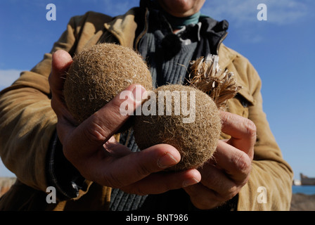 Vendicari. Sicile. Italie. Billes de matière fibreuse connue sous le nom d'egagropili (egarficher - italien) formé à partir du feuillage de l'espèce de l'herbiers de mer Posidon Banque D'Images