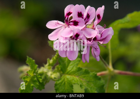 Pelargonium Pelargonium papilionaceum (papillon), fleurs. Banque D'Images