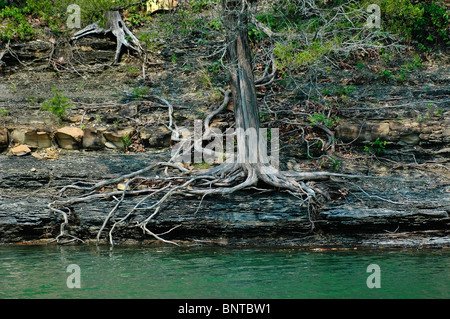 Les arbres et arbustes s'accrochent à la vie le long des rives rocheuses du lac Cumberland, KY. Banque D'Images