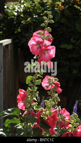 Plantes de jardin, y compris Hollyhocks communs (Alcea rosea) dans le jardin britannique en été Royaume-Uni Banque D'Images