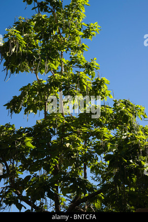 Sedona, Arizona, États-Unis - Indian bean ou Catalpa arbre qui pousse dans la cour Tlaquepaque Banque D'Images