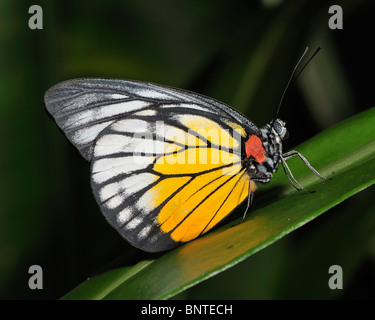 Tache rouge papillon SawTooth reposant sur une feuille. Banque D'Images