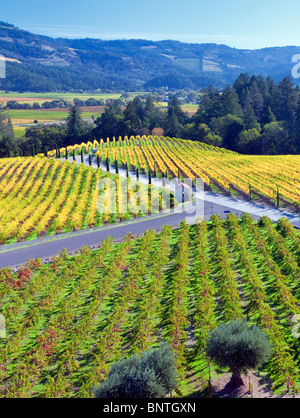 Vue sur vignes en face du Castello di Amorosa. Napa Valley, Californie. Parution de la propriété Banque D'Images