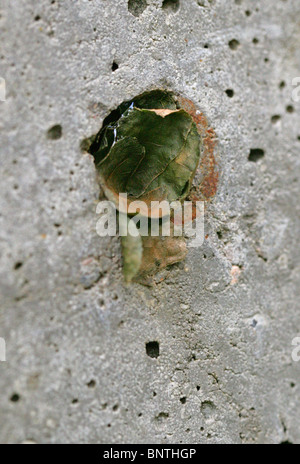 Nid d'abeilles coupeuses de feuilles dans un trou dans un poteau de clôture en pierre. Banque D'Images