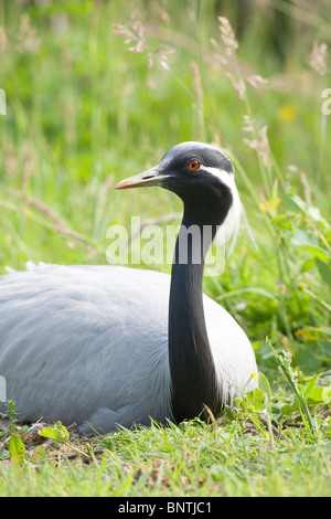 Grue demoiselle (Anthropoides virgo). L'incubation des œufs et la femelle sur son nid. Banque D'Images