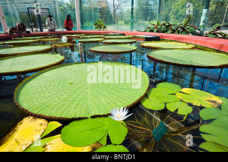 Dans le nénuphar géant Amazon Pavillion Nénuphar - fait partie de la Royal Botanic Gardens, Adélaïde, Australie du Sud, Australie. Banque D'Images