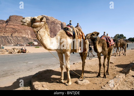 Wadi Rum chameaux Banque D'Images