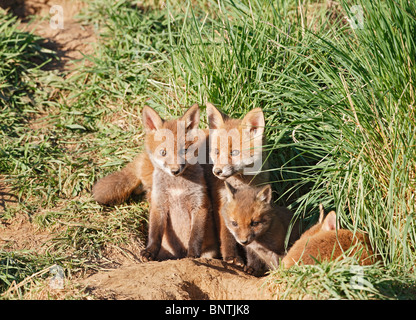 Le renard roux (Vulpes vulpes) oursons assis à l'entrée à la masse Banque D'Images