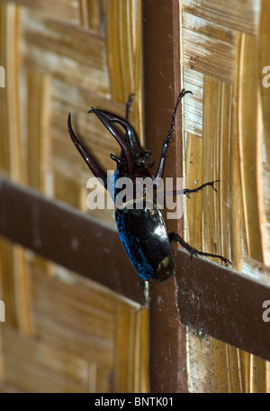 Giant Blue Stag Beetle, Mindanao, Philippines. Banque D'Images
