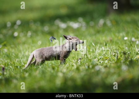 Le renard roux (Vulpes vulpes) cub explorer meadow Banque D'Images