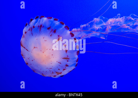 Une méduse à rayures violet nage gracieusement à l'Aquarium de la baie de Monterey en Californie Banque D'Images