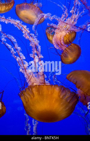 Plusieurs Mer Noire orties flotter avec grâce à l'Aquarium de la baie de Monterey en Californie Banque D'Images