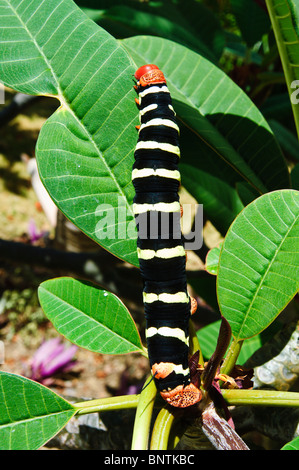 Larve de la chenille de frangipani sphinx, sur l'arbre frangipani, Grenade, Îles du vent, Caraïbes. Banque D'Images