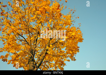 Tree-haut de Érable de Norvège (Acer platanoides) avec des feuilles jaunes en automne, République Tchèque Banque D'Images