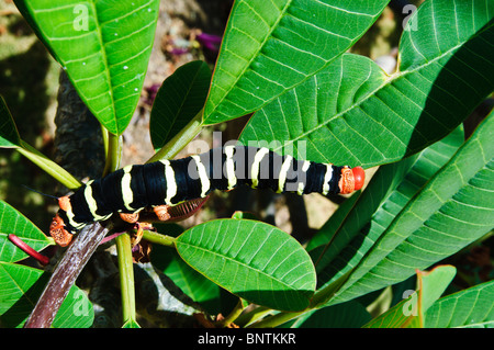 Sphynx Frangipani, Caterpillar sur frangipanier, Grenade Banque D'Images