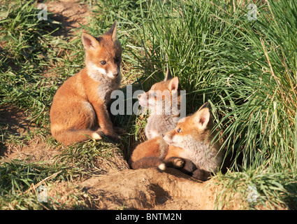 Le renard roux (Vulpes vulpes) oursons assis à l'entrée à la masse Banque D'Images