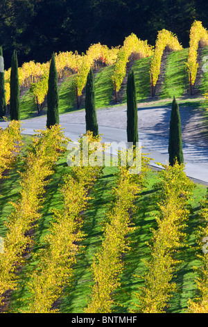 Vue sur vignes et allée bordée de Chypre en face du Castello di Amorosa. Napa Valley, Californie. Parution de la propriété Banque D'Images