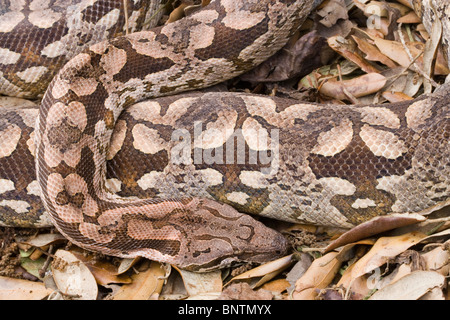 Le Boa Dumeril Boa (dumerilli). Des profils de sol de la forêt. Portrait. Banque D'Images