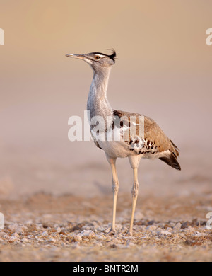 Portrait d'une outarde Kori marcher sur les plaines rocheuses de l'Etosha National Park ; Ardeotis kori Banque D'Images