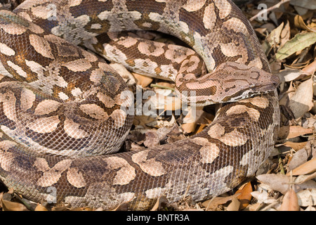 Le Boa Dumeril Boa (dumerilli). Des profils de sol de la forêt. Banque D'Images