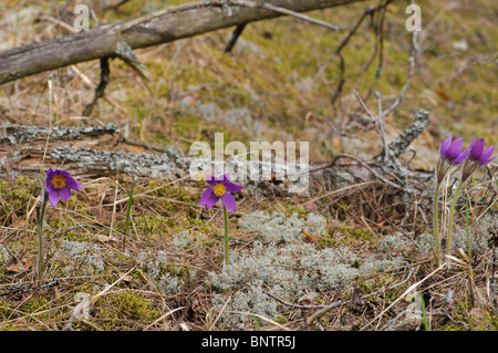 Pulsatilla patens est Pasqueflowers poussant sur sol forestier Banque D'Images