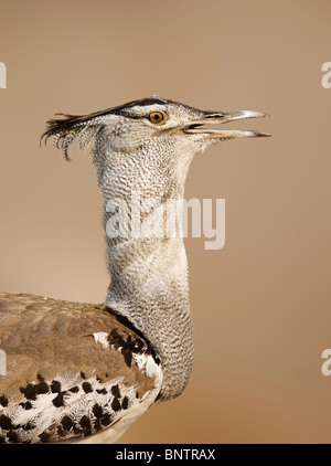 Portrait en gros plan d'une outarde Kori marcher sur les plaines rocheuses de l'Etosha National Park ; Ardeotis kori Banque D'Images