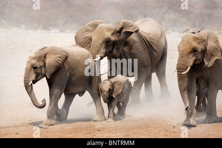 Troupeau d'éléphants s'approchant plus de plaines poussiéreuses de l'Etosha National Park Banque D'Images