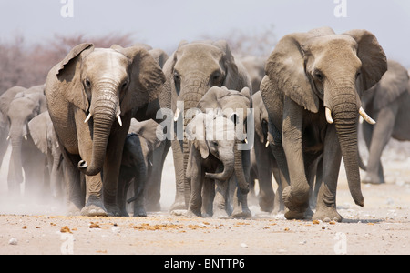 Grand troupeau d'éléphants s'approchant plus de la plaines poussiéreuses de l'Etosha National Park Banque D'Images