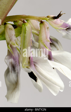 Trous de la base d'une des sections de fleur de fève faites par les bourdons accéder à nectar Banque D'Images