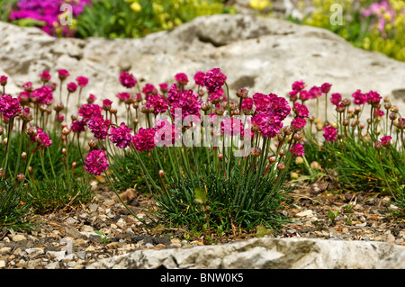 Gros plan de l'armeria rose thrift fleur fleurs alpines Les plantes poussent dans un jardin de rockery d'été Angleterre Royaume-Uni Royaume-Uni Grande-Bretagne Banque D'Images