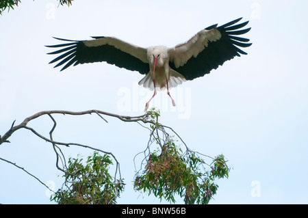 Politique européenne Stork (Ciconia ciconia), voler, Espagne Banque D'Images