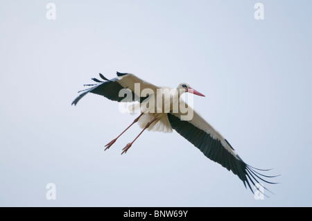 Politique européenne Stork (Ciconia ciconia), voler, Espagne Banque D'Images