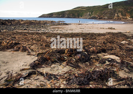 Les algues, le Church Bay, Anglesey, au nord du Pays de Galles, Royaume-Uni Banque D'Images