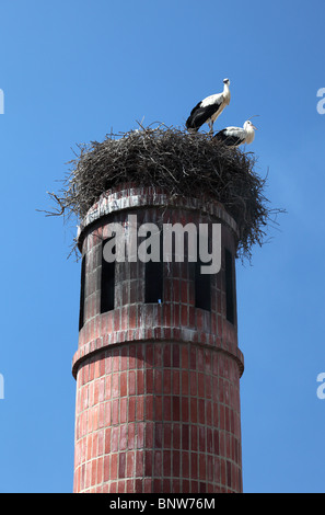 Au nid des cigognes en haut d'une vieille cheminée, Portugal Banque D'Images