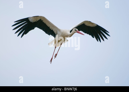 Politique européenne Stork (Ciconia ciconia), voler, Espagne Banque D'Images