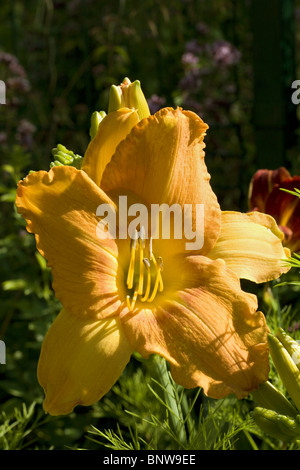 L'hémérocalle Orange floraison dans le soleil du matin direct contre fond sombre floue Banque D'Images