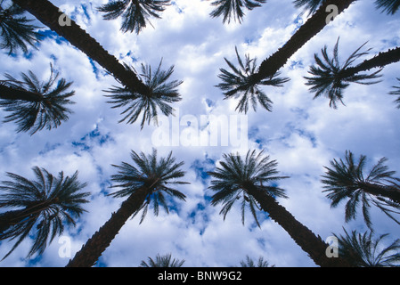 Date palm tree grove, Furnace Creek, la Death Valley, Californie, USA. Banque D'Images