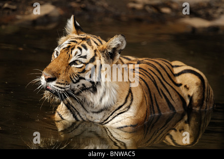 Tigre du Bengale (Panthera tigris) détente dans un étang, Ranthambore, Inde Banque D'Images