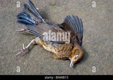 La pose des oiseaux morts sur une dalle de pierre Banque D'Images