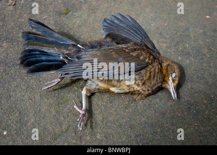 La pose des oiseaux morts sur une dalle de pierre Banque D'Images