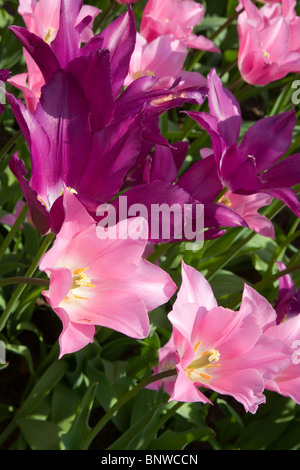 Tulipa Tulipa Bourgogne et rose de Chine Banque D'Images