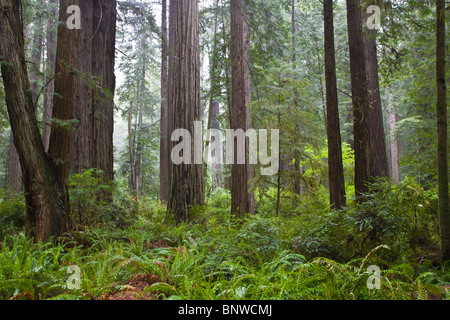 Prairie Creek Redwoods State Park en Californie du nord Banque D'Images